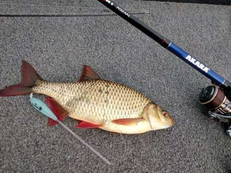 Поиск крупной краснопёрки на сбирулино Поиск крупной краснопёрки на сбирулино