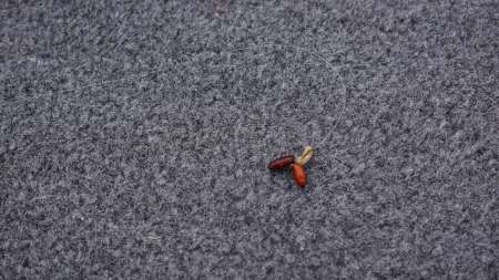 Поиск крупной краснопёрки на сбирулино Поиск крупной краснопёрки на сбирулино