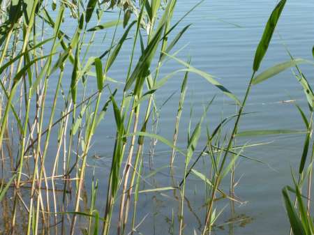 Позднее утро