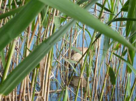 Позднее утро