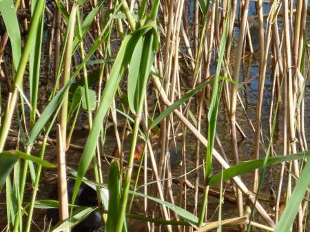 Позднее утро