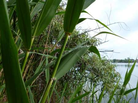 Позднее утро