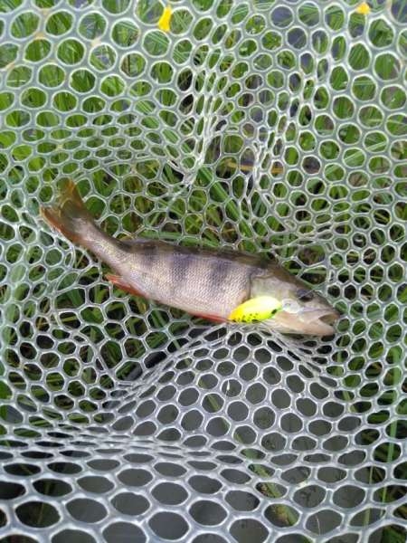 Разведка новых мест и отличные голавли