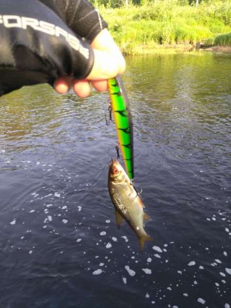 Разведка новых мест и отличные голавли