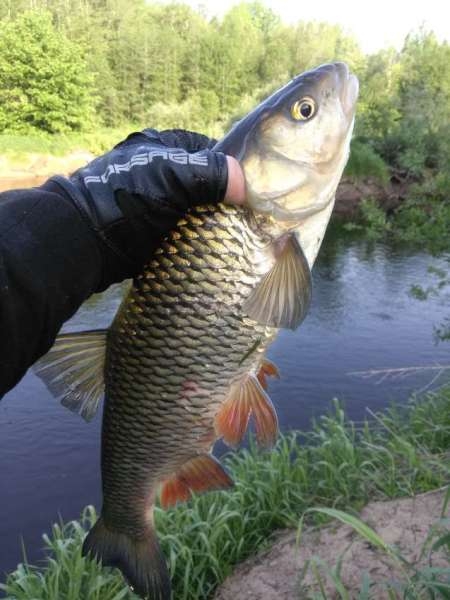 Разведка новых мест и отличные голавли