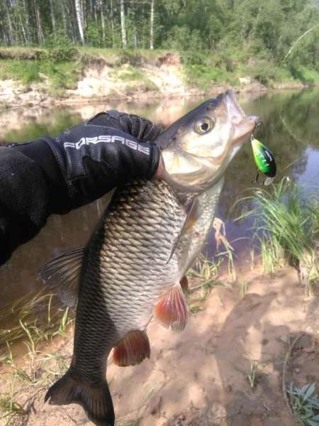 Разведка новых мест и отличные голавли