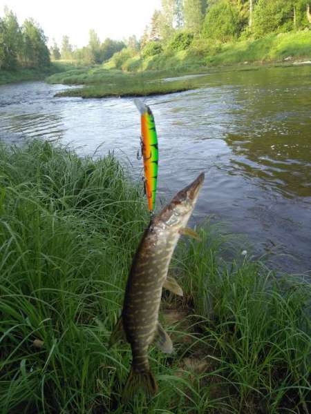 Разведка новых мест и отличные голавли