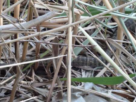 Реванш с сазаном Реванш с сазаном