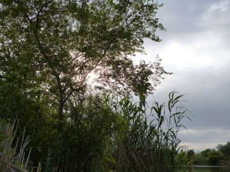 Реванш с сазаном Реванш с сазаном