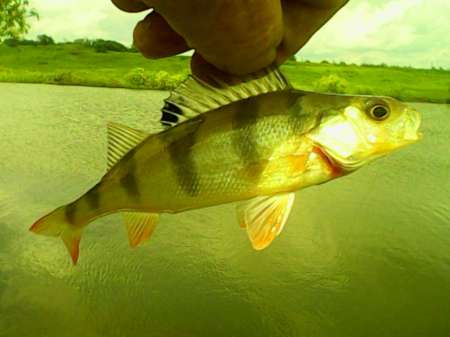 Рыбалка на пруду Слободка