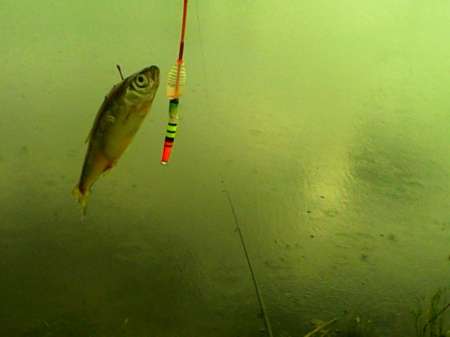 Рыбалка на пруду Слободка