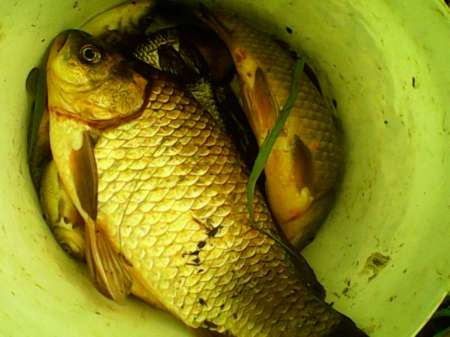 Рыбалка на пруду Слободка