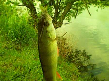 Рыбалка на пруду Слободка