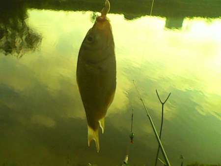 Рыбалка на пруду Слободка