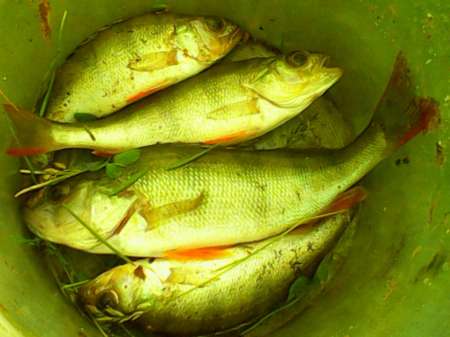 Рыбалка на пруду Слободка