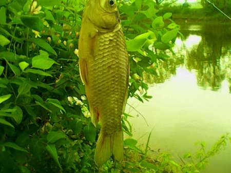 Рыбалка на пруду Слободка