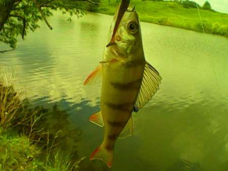 Рыбалка на пруду Слободка
