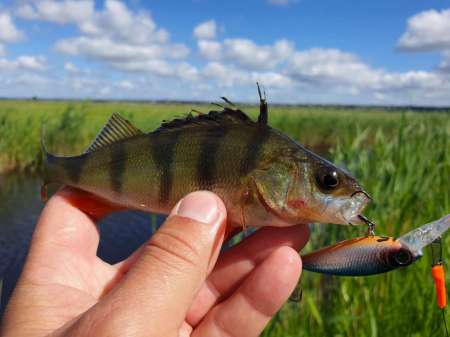 Рыбалка в июне не рыбалка...
