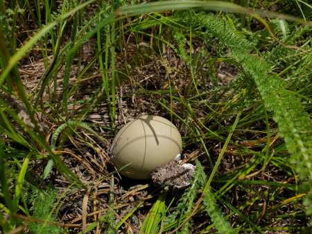 Рыбалка в июне не рыбалка...