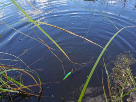 Рыбалка в июне не рыбалка...