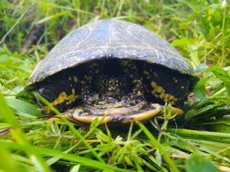 Рыбалка в июне не рыбалка...