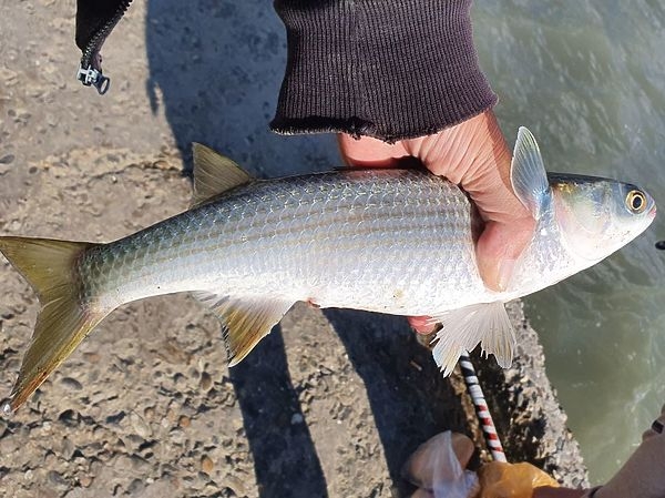 Секреты ловли кефали