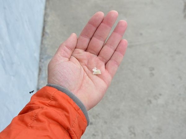 Секреты ловли кефали