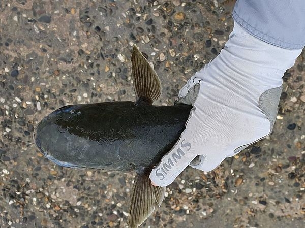 Секреты ловли кефали