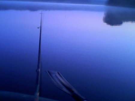 За плотвой с пшеницей За плотвой с пшеницей