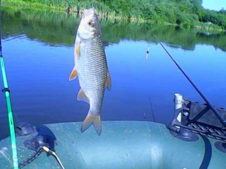 За плотвой с пшеницей За плотвой с пшеницей