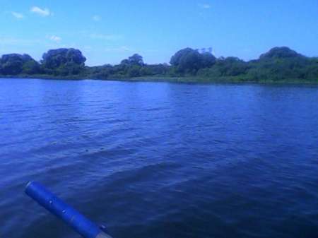 За плотвой с пшеницей За плотвой с пшеницей