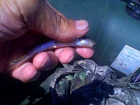 За плотвой с пшеницей За плотвой с пшеницей