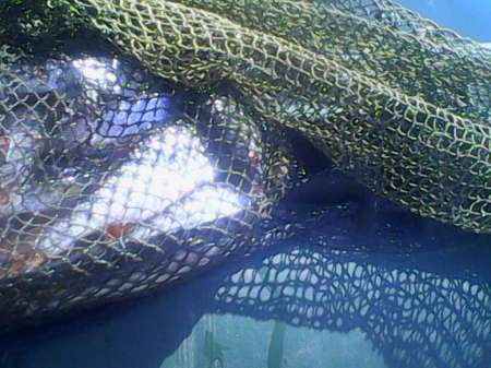 За плотвой с пшеницей За плотвой с пшеницей