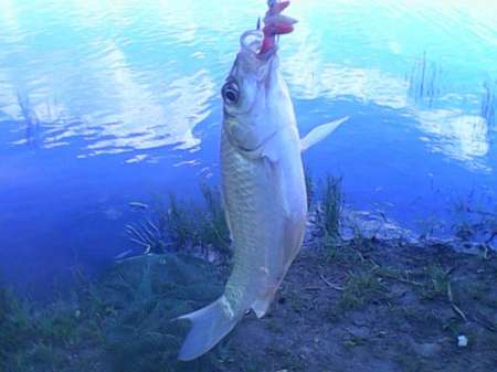 За плотвой с пшеницей За плотвой с пшеницей