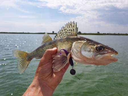 За судаком с эхолотом