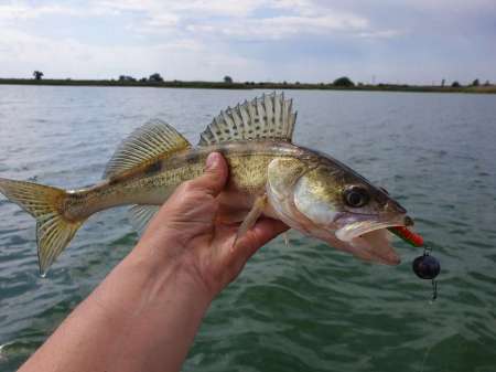 За судаком с эхолотом