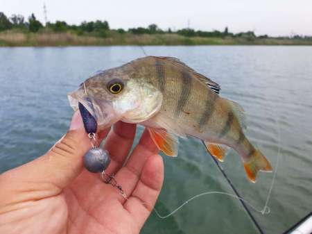 За судаком с эхолотом