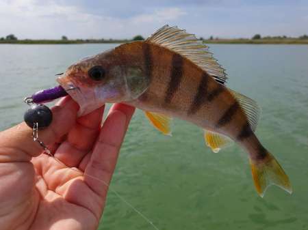 За судаком с эхолотом