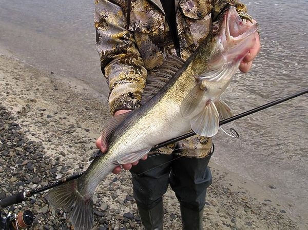 Здравствуй, госпожа Удача