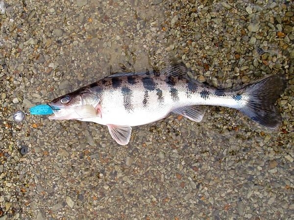 Здравствуй, госпожа Удача