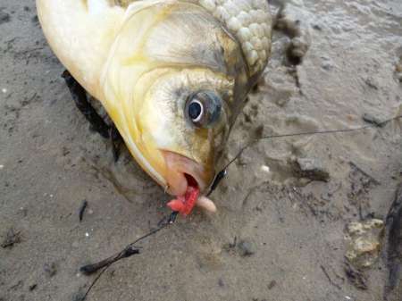 Жирная точка весеннего сезона