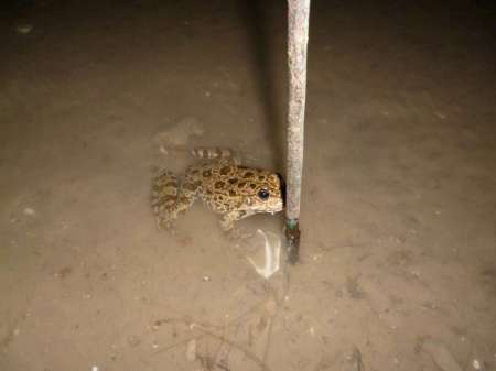 Жирная точка весеннего сезона