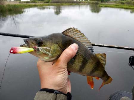 Зрелищная рыбалка на попперы
