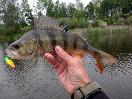 Зрелищная рыбалка на попперы