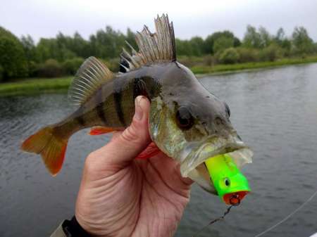 Зрелищная рыбалка на попперы