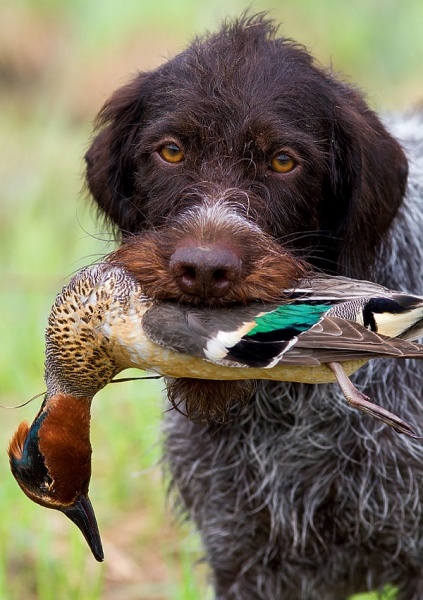 Двухзарядная одностволка