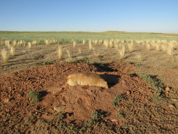 Открытие на сурка 2020