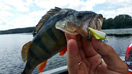 Лучшие приманки для ловли в жару