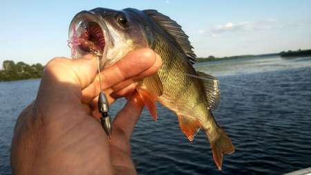 Лучшие приманки для ловли в жару