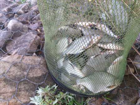 На подлещика в июле... Ловят бутерброды.